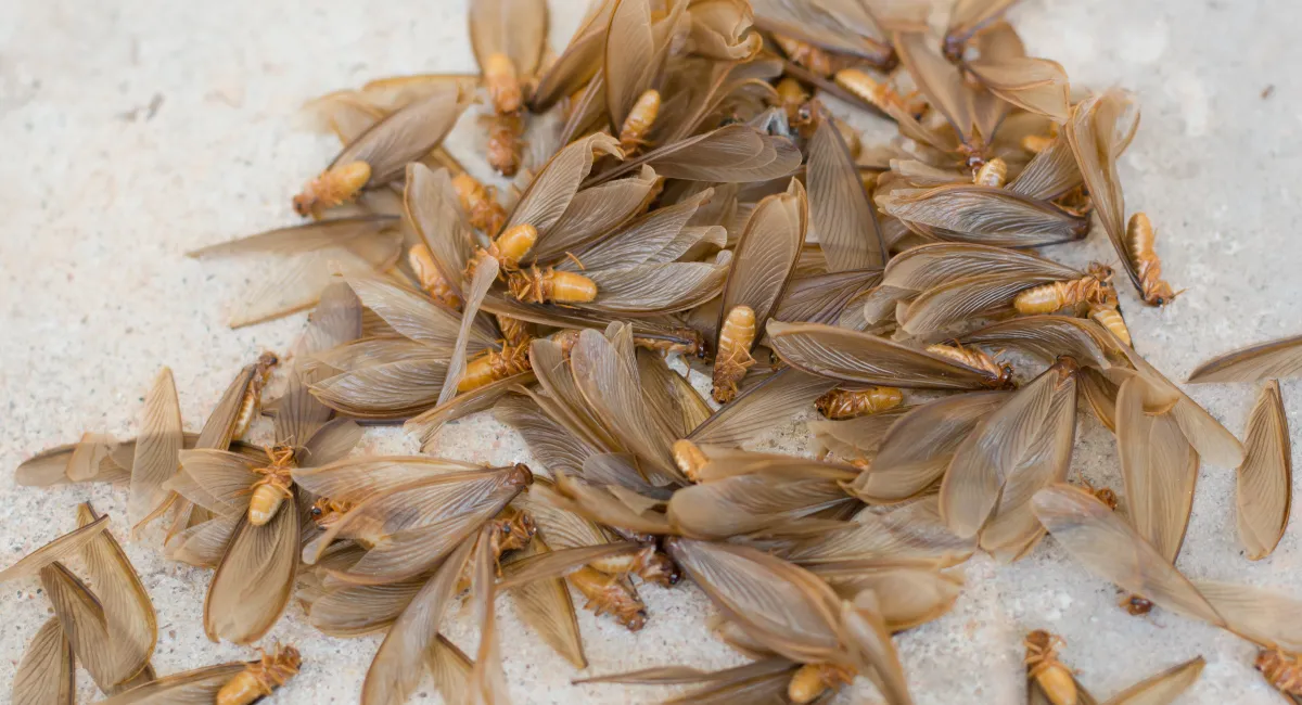 Debugged Blog Pest Home Remedies To Get Rid of Ants Flying Termites