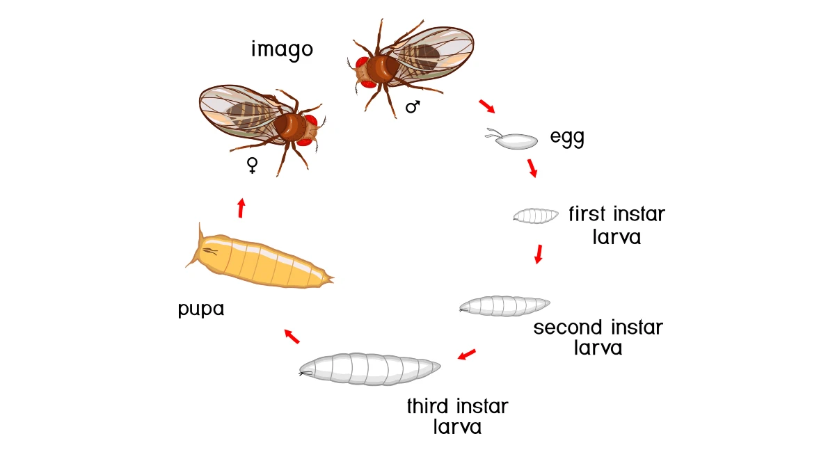 Fruit fly life cycle