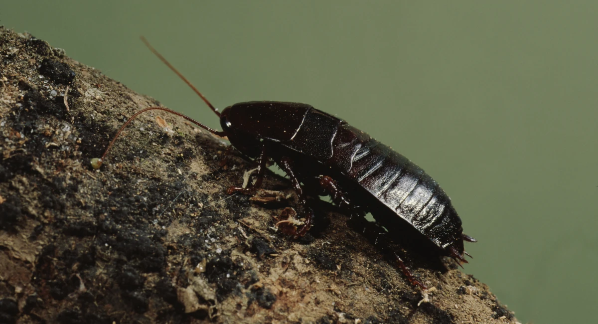 Oriental cockroach