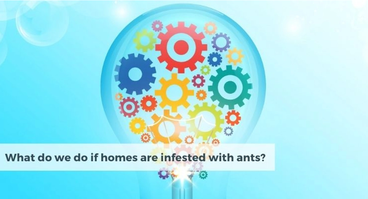 Debugged Blog Five Reasons We Do Not Like Ants In Homes What Do We Do if Homes Infested With Ant