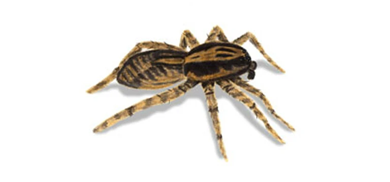 wolf spider 