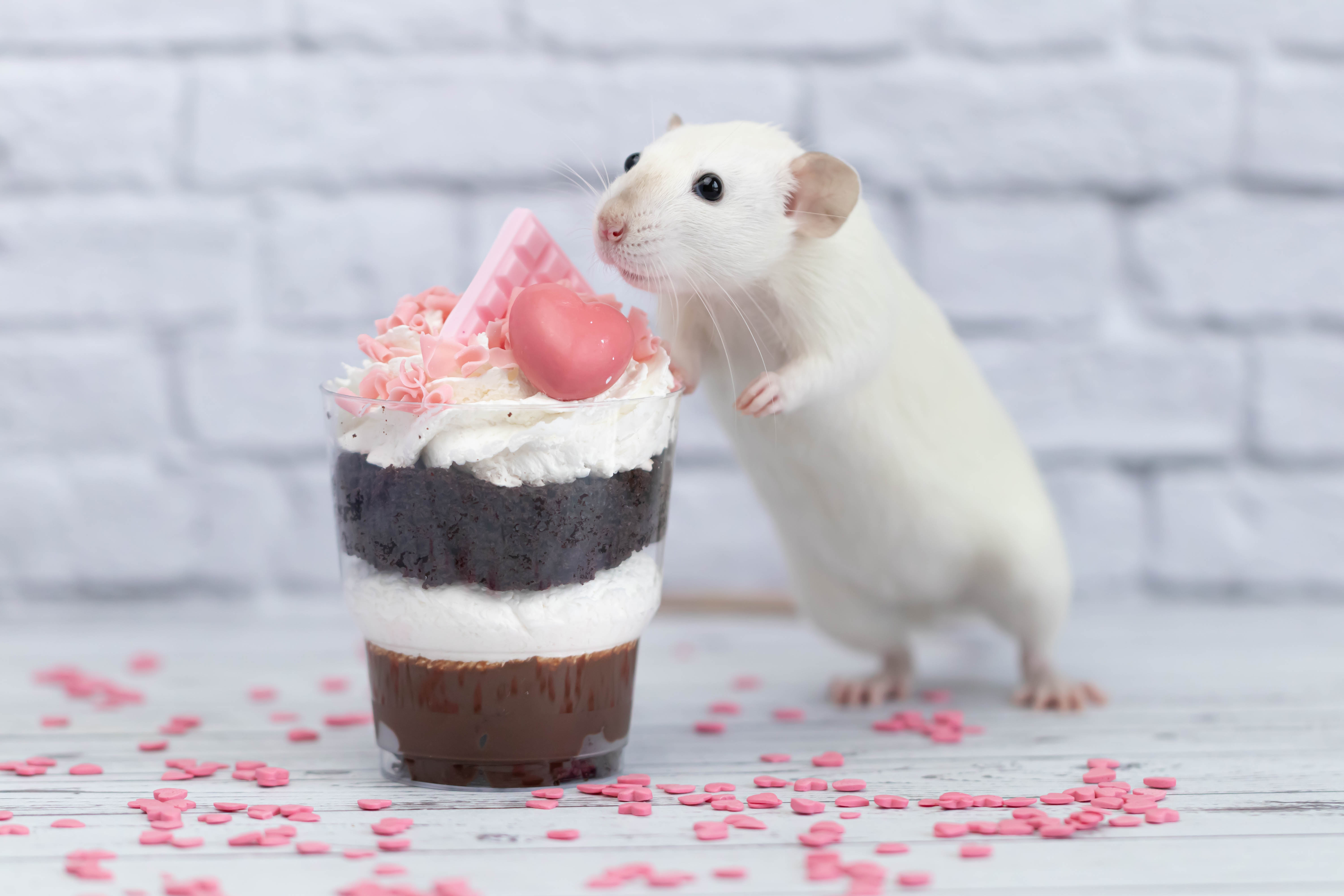 rentokil-image-rat-cupcake