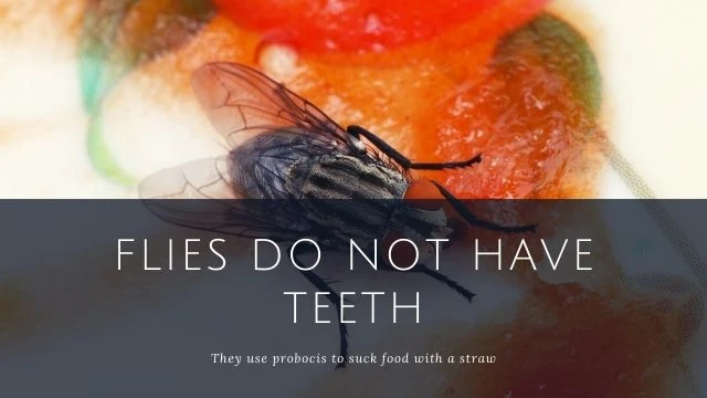 Facts of Flies